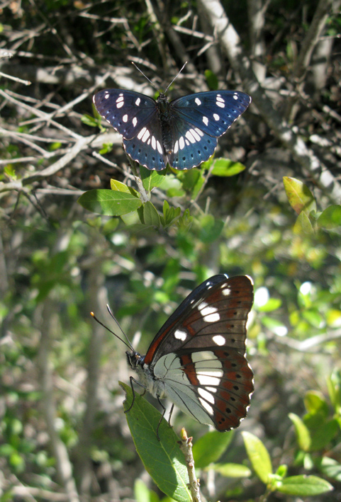 Limenitis reducta